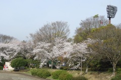 桜も満開となった、愛鷹広域運動公園